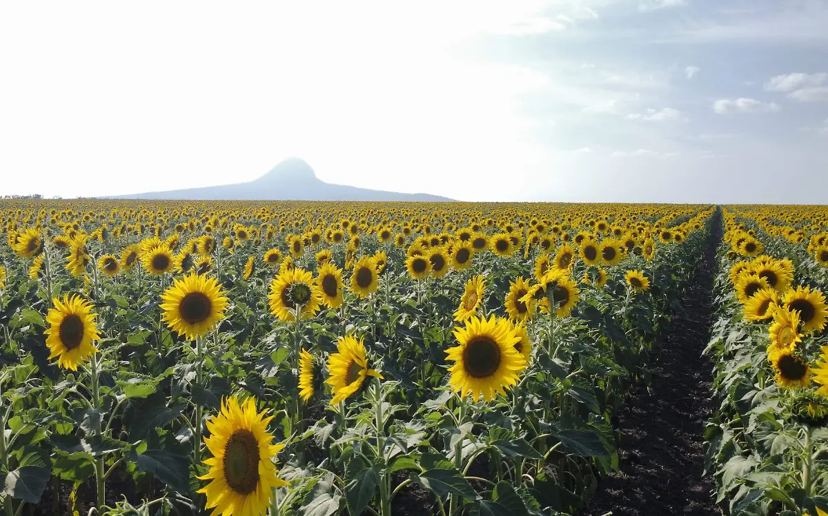 El Campo de Girasoles Betty en González, Tamaulipas ya abrió este enero de 2024 Vladimir Meza (1)